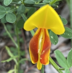 Cytisus scoparius subsp. scoparius (Scotch Broom, Broom, English Broom) at Hughes, ACT - 25 Oct 2021 by KL