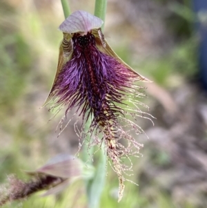 Calochilus platychilus at Stromlo, ACT - 25 Oct 2021