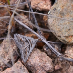 Dichromodes consignata at Tralee, NSW - 25 Oct 2021