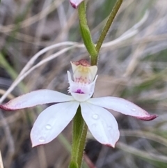 Caladenia moschata (Musky Caps) at Denman Prospect 2 Estate Deferred Area (Block 12) - 25 Oct 2021 by AJB