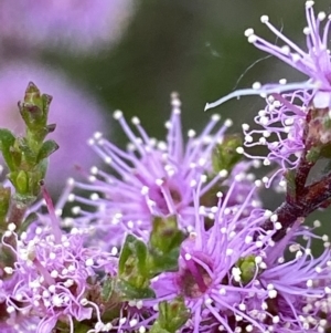 Kunzea parvifolia at Deakin, ACT - 25 Oct 2021