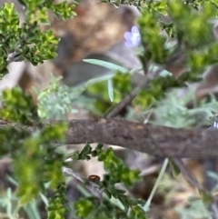 Kunzea parvifolia at Deakin, ACT - 25 Oct 2021 01:42 PM