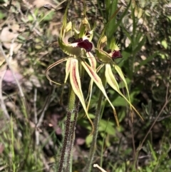 Caladenia parva (Brown-clubbed Spider Orchid) at Stony Creek Nature Reserve - 17 Oct 2021 by MeganDixon