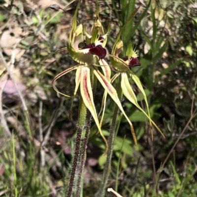 Caladenia parva (Brown-clubbed Spider Orchid) at Carwoola, NSW - 17 Oct 2021 by MeganDixon