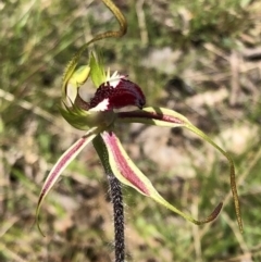 Caladenia parva (Brown-clubbed Spider Orchid) at Carwoola, NSW - 17 Oct 2021 by MeganDixon