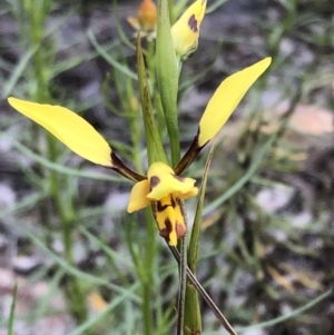 Diuris sulphurea at Carwoola, NSW - 25 Oct 2021