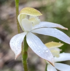 Caladenia moschata (Musky Caps) at Stromlo, ACT - 25 Oct 2021 by AJB