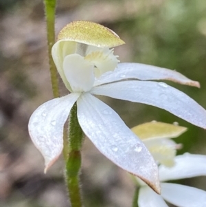 Caladenia moschata at Stromlo, ACT - 25 Oct 2021