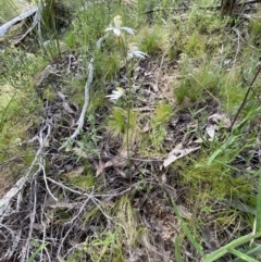 Caladenia moschata at Stromlo, ACT - 25 Oct 2021