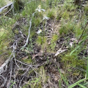 Caladenia moschata at Stromlo, ACT - 25 Oct 2021