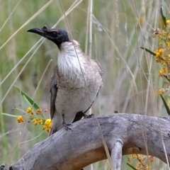 Philemon corniculatus (Noisy Friarbird) at Bruce, ACT - 25 Oct 2021 by Kurt