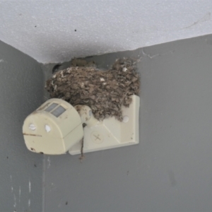 Hirundo neoxena at Gungahlin, ACT - 26 Oct 2021