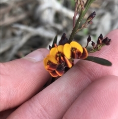 Daviesia leptophylla (Slender Bitter Pea) at Rendezvous Creek, ACT - 24 Oct 2021 by Tapirlord