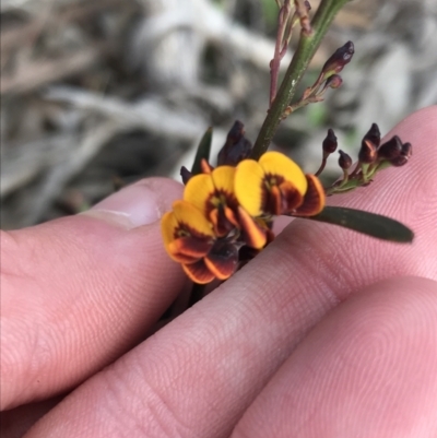 Daviesia leptophylla (Slender Bitter Pea) at Rendezvous Creek, ACT - 24 Oct 2021 by Tapirlord