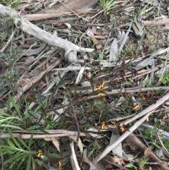 Daviesia leptophylla at Rendezvous Creek, ACT - 24 Oct 2021