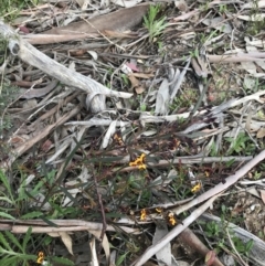 Daviesia leptophylla at Rendezvous Creek, ACT - 24 Oct 2021