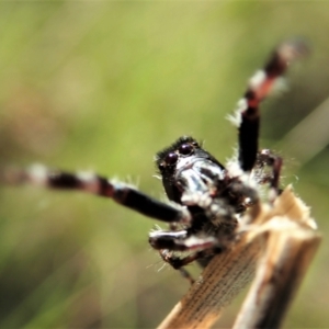 Sandalodes bipenicillatus at Cook, ACT - 22 Oct 2021