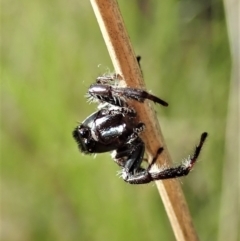 Sandalodes bipenicillatus at Cook, ACT - 22 Oct 2021