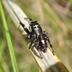 Sandalodes bipenicillatus at Cook, ACT - 22 Oct 2021 05:12 PM