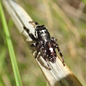 Sandalodes bipenicillatus at Cook, ACT - 22 Oct 2021