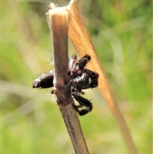 Sandalodes bipenicillatus at Cook, ACT - 22 Oct 2021