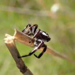 Sandalodes bipenicillatus at Cook, ACT - 22 Oct 2021 05:12 PM