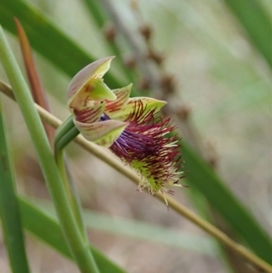 Calochilus montanus at Aranda, ACT - 21 Oct 2021