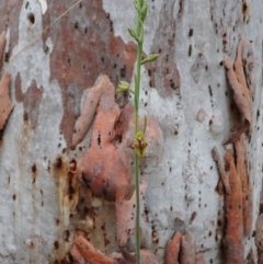 Calochilus montanus at Aranda, ACT - suppressed