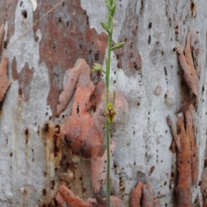 Calochilus montanus at Aranda, ACT - 21 Oct 2021