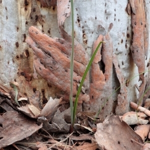 Calochilus montanus at Aranda, ACT - 21 Oct 2021