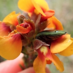 Melobasis propinqua at Cook, ACT - 15 Oct 2021