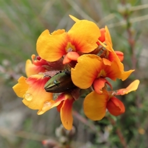 Melobasis propinqua at Cook, ACT - 15 Oct 2021 03:33 PM