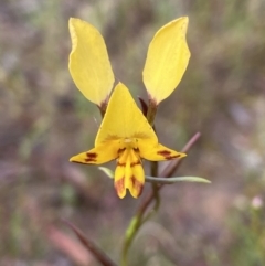 Diuris nigromontana (Black Mountain Leopard Orchid) at Bruce, ACT - 23 Oct 2021 by AJB