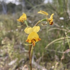 Diuris nigromontana (Black Mountain Leopard Orchid) at Bruce, ACT - 23 Oct 2021 by AJB