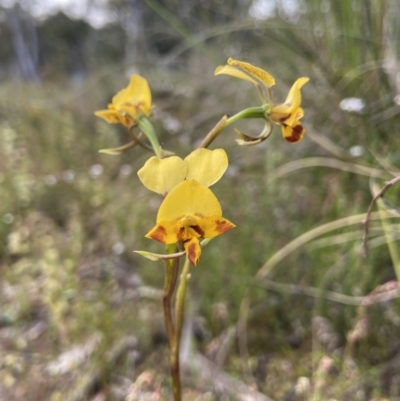 Diuris nigromontana (Black Mountain Leopard Orchid) at Bruce, ACT - 22 Oct 2021 by AJB