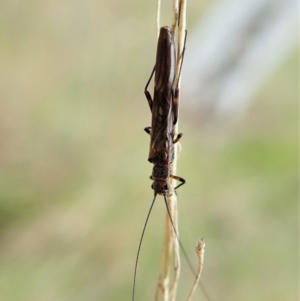 Plecoptera sp. (order) at Cook, ACT - 23 Oct 2021