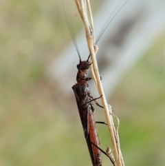 Plecoptera sp. (order) at Cook, ACT - 23 Oct 2021