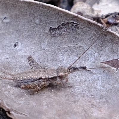 Eurepa marginipennis (Mottled bush cricket) at Bruce, ACT - 25 Oct 2021 by Kurt