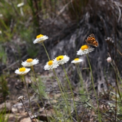 Leucochrysum albicans subsp. tricolor (Hoary Sunray) at Tuggeranong Pines - 25 Oct 2021 by MB