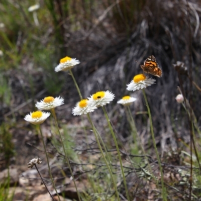 Leucochrysum albicans subsp. tricolor (Hoary Sunray) at Tralee, NSW - 25 Oct 2021 by MB