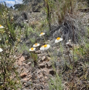 Leucochrysum albicans subsp. tricolor at Tralee, NSW - 25 Oct 2021 11:58 AM