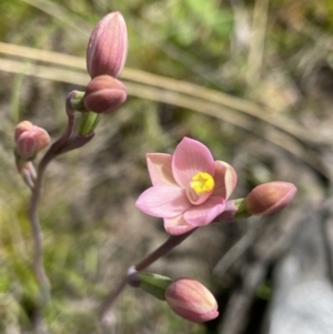 Thelymitra carnea at Bruce, ACT - suppressed