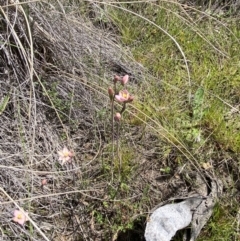 Thelymitra carnea at Bruce, ACT - suppressed