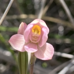 Thelymitra carnea at Bruce, ACT - suppressed