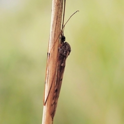 Tipulidae or Limoniidae (family) (Unidentified Crane Fly) at Mount Painter - 23 Oct 2021 by CathB