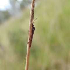 Tipulidae or Limoniidae (family) at Cook, ACT - 23 Oct 2021