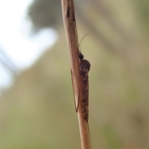 Tipulidae or Limoniidae (family) at Cook, ACT - 23 Oct 2021