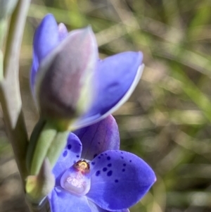 Thelymitra juncifolia at Aranda, ACT - suppressed