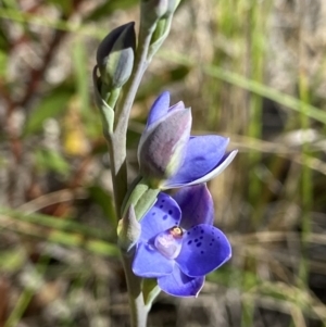 Thelymitra juncifolia at Aranda, ACT - suppressed