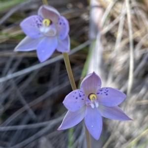 Thelymitra simulata at Aranda, ACT - 23 Oct 2021